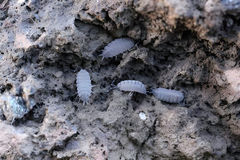 10. native indian isopods