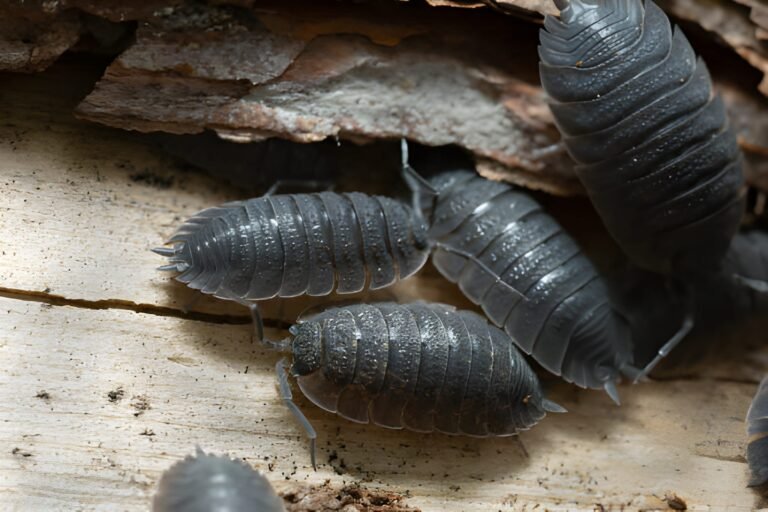 2. porcellio scaber (grey isopod)