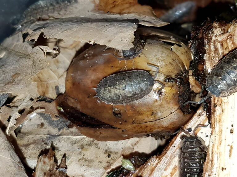 3. armadillidium nasatum