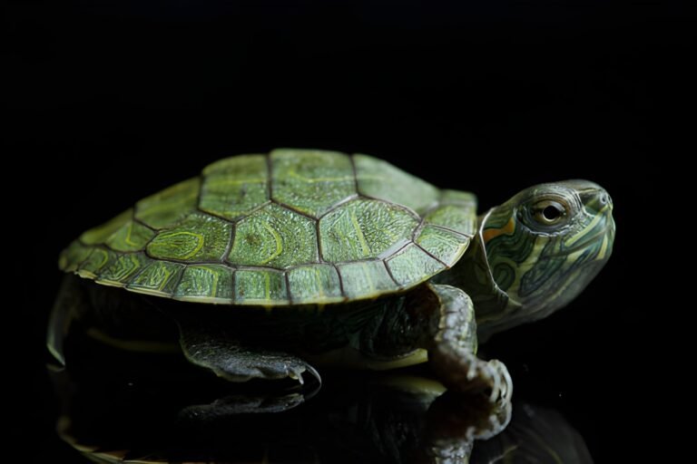 6. small turtles (red eared slider hatchlings)