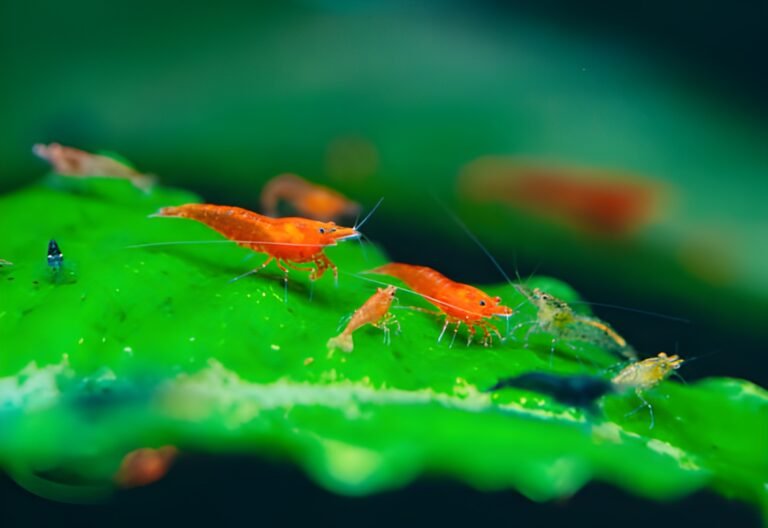 cherry shrimp
