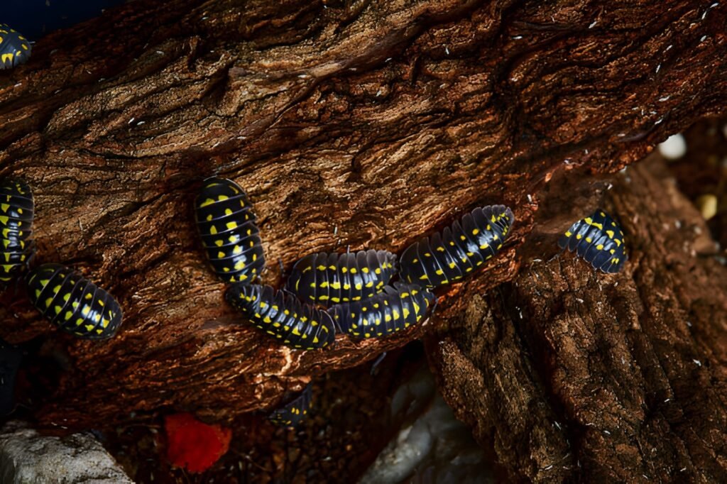 porcellio ornatus