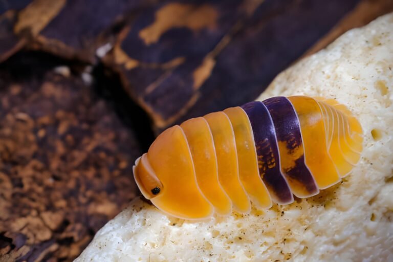 rubber ducky isopod