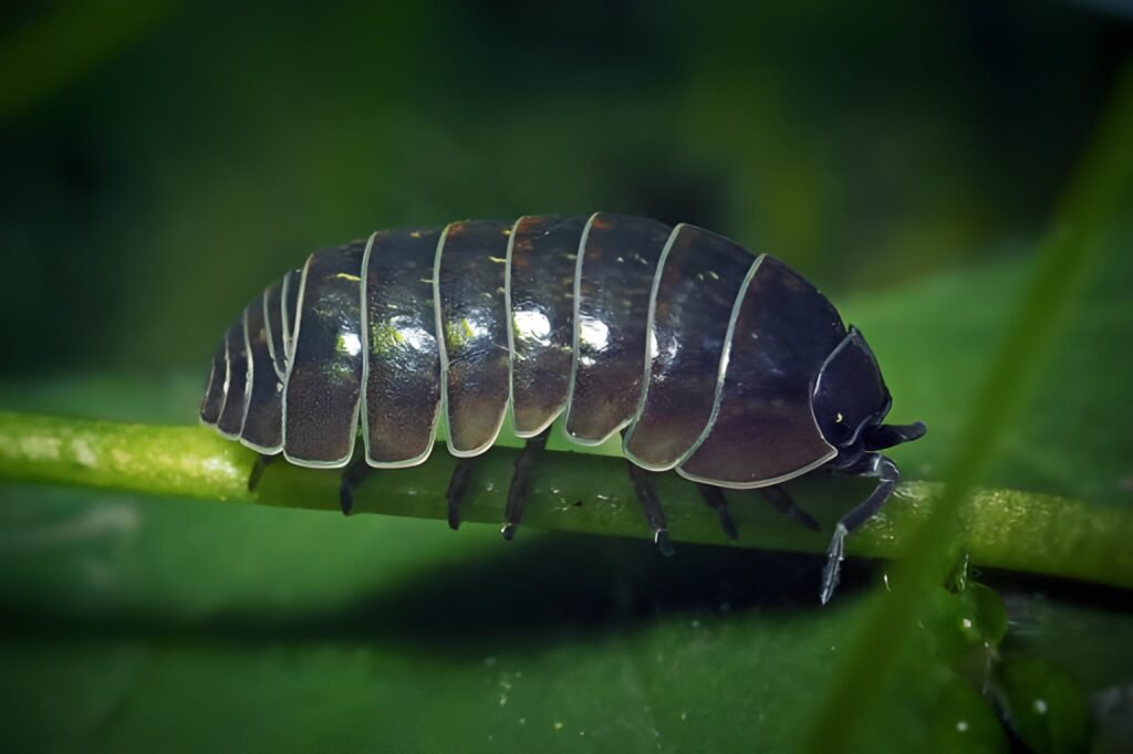 steptodown.com504065