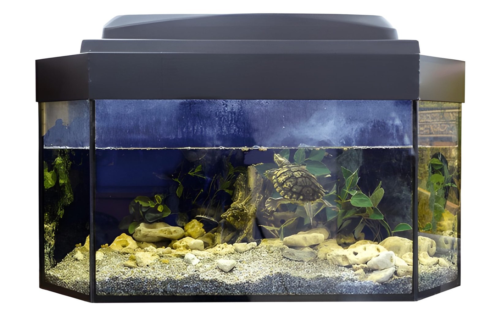 steptodown.com737951