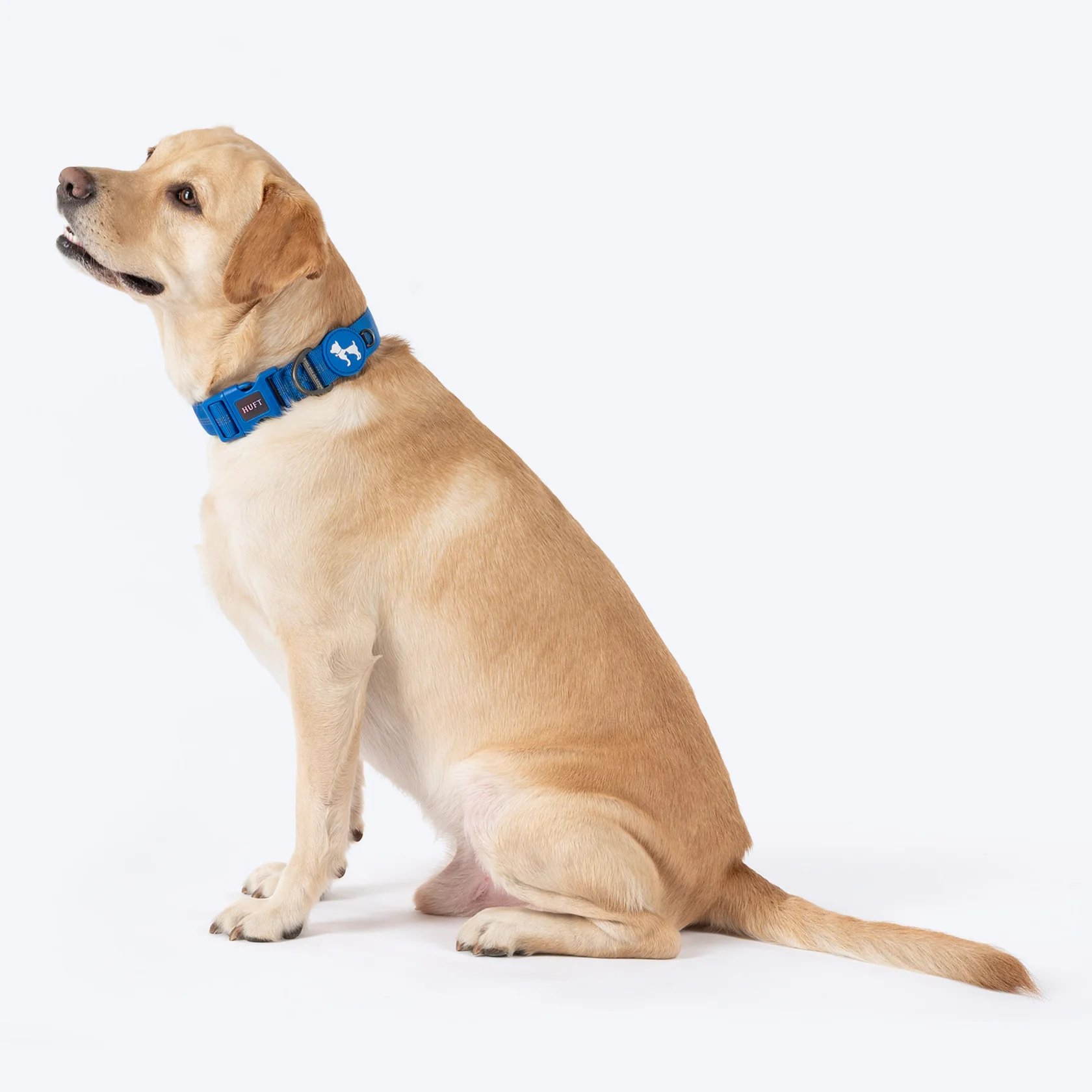 huft xplorers dog collar – blue | adjustable & durable huft xplorers dog collar – blue | adjustable & durable